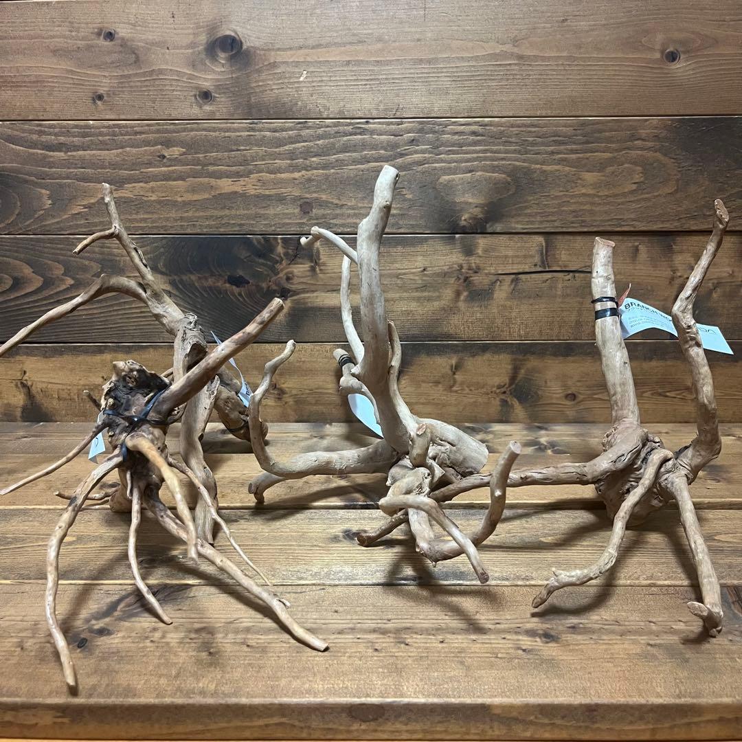 【厳選流木】　ADA社　ブランチウッド4本　2025年カレンダーおまけ付き