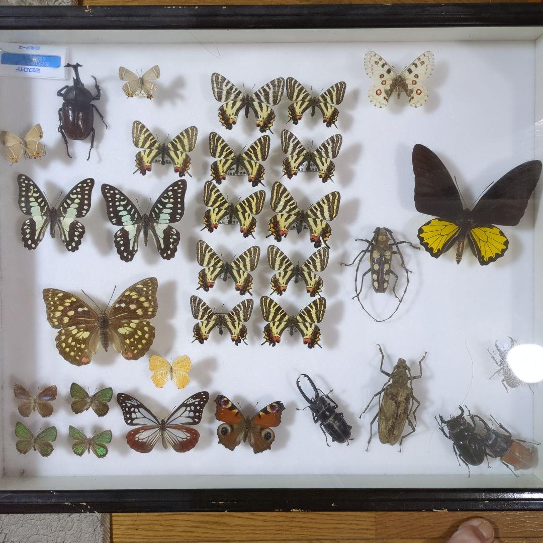 お値下げ！昆虫標本