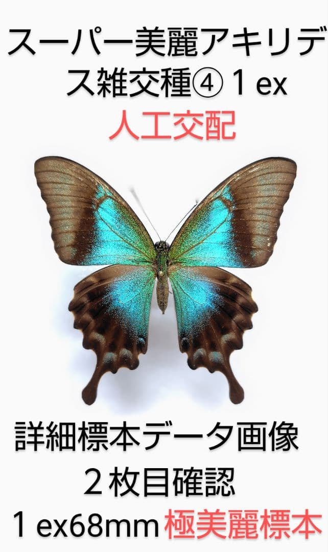 極美麗アキリデス 雑交種④ 1 ex 68mm人工交配標本詳細データ