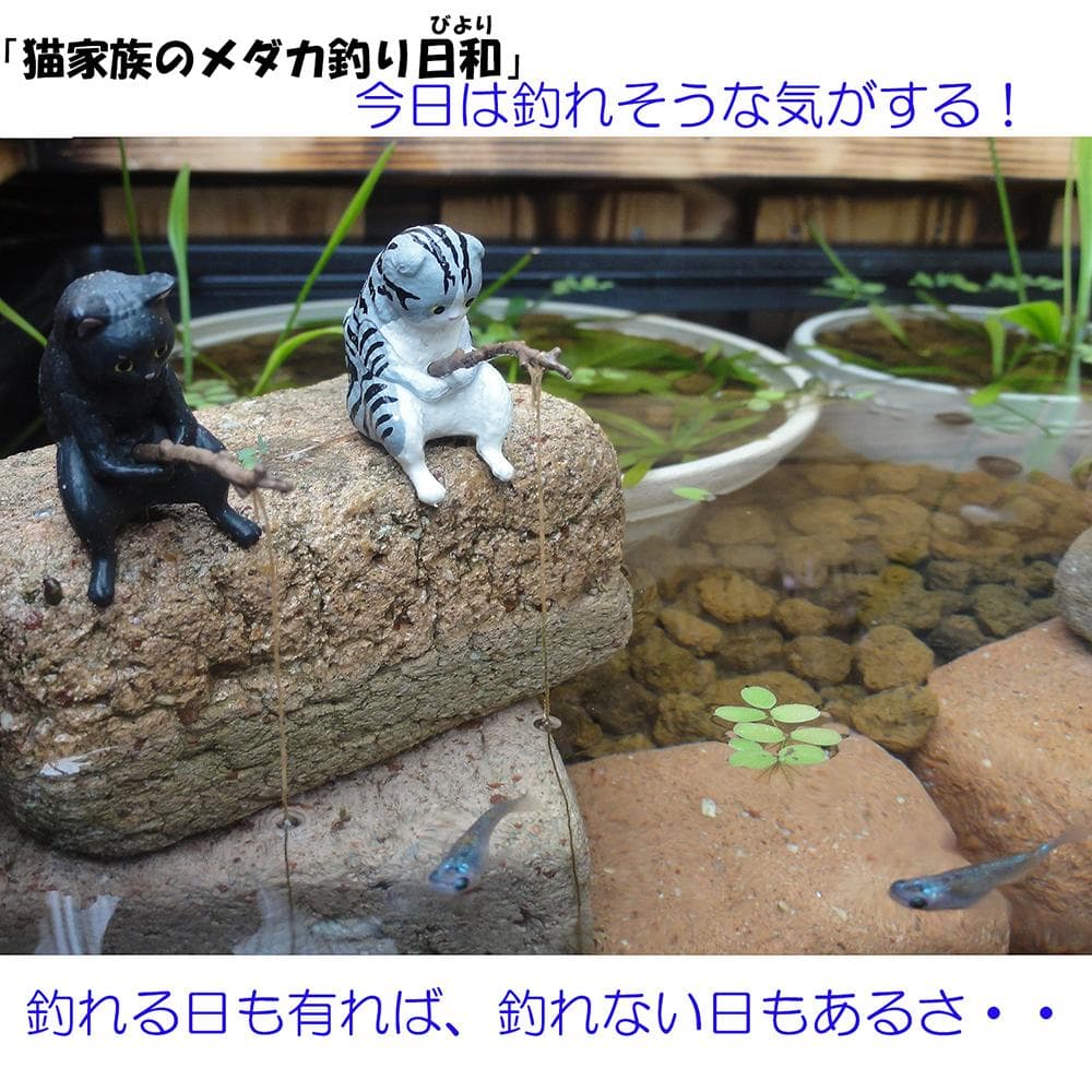 ビオトープ 60Ｌ　トロ舟＆木枠セット（棚付き）　メダカ・金魚飼育用