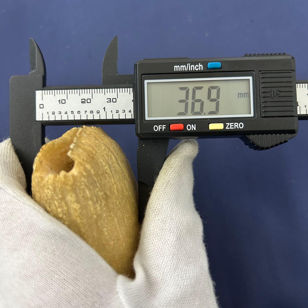 鯨の歯 牙 マッコウクジラ 重量378.1g レア 希少 大きめ 重め キバ