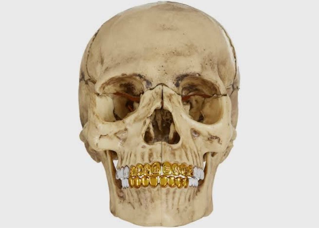 Supreme 4D Model Human Skull シュプリーム ガイコツ
