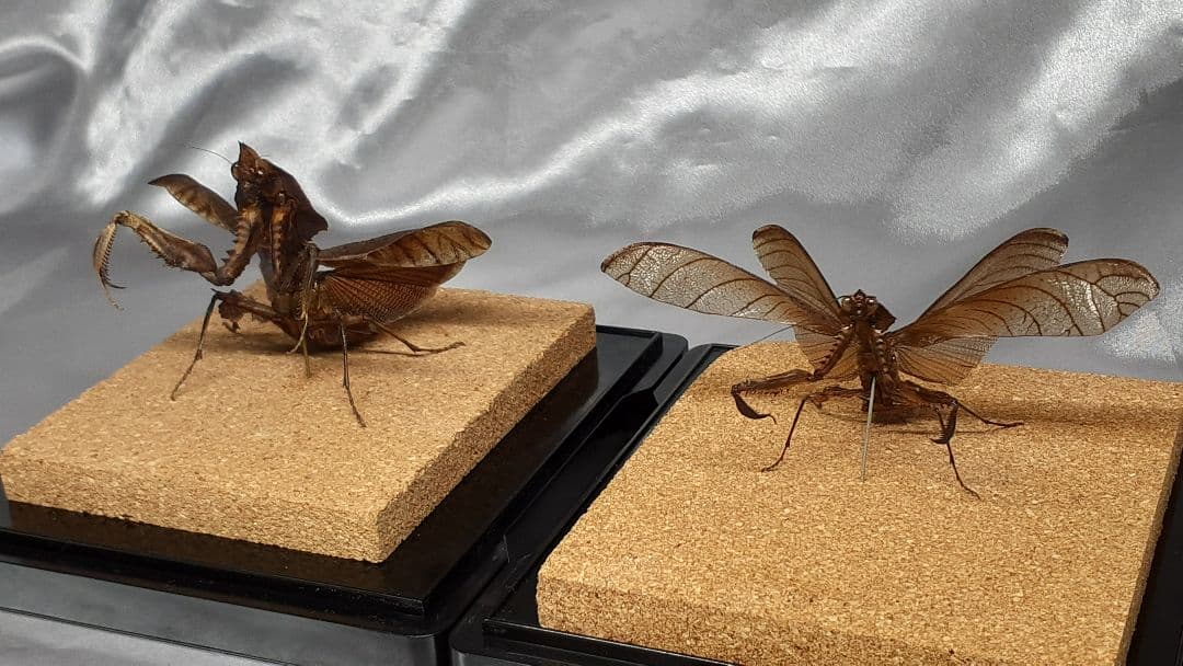 マオウカレハカマキリ雄　立体標本　魔王枯葉