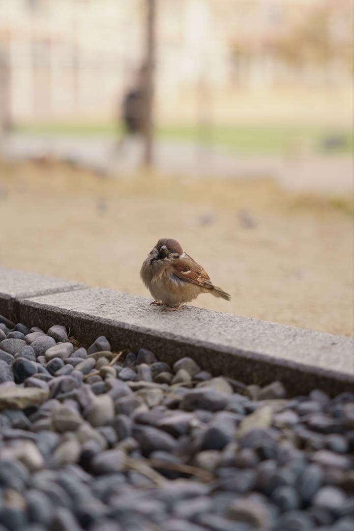 TAMRON 70-180mm F/2.8 A056 Eマウント 中古