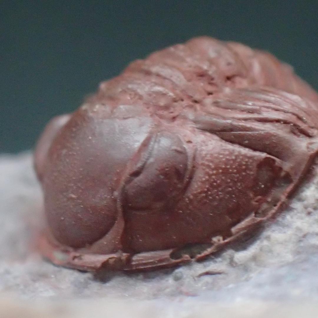 赤い三葉虫の化石 プロエトペルティス モロッコ産 本物保証