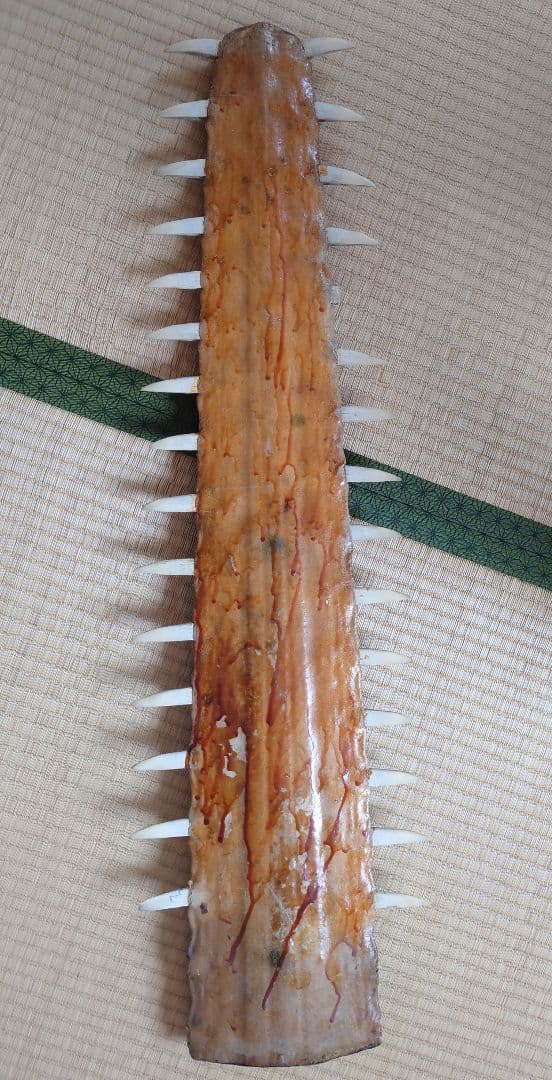 ノコギリザメ標本用 約95cm