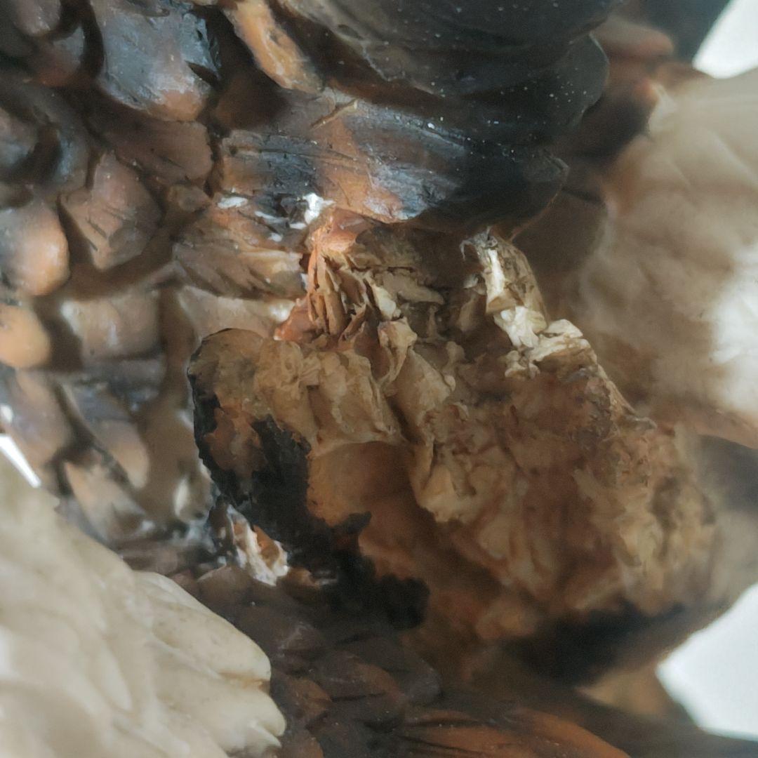 Bald Eagles フィギュリン 親子 ヒナ