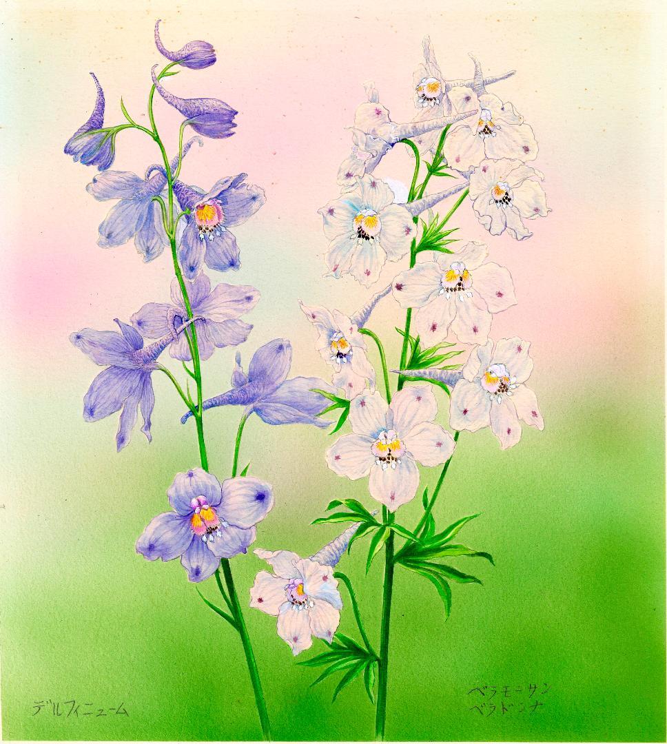 【絵画】ボタニカルアート「デルフィニウムベラドンナ」原画
