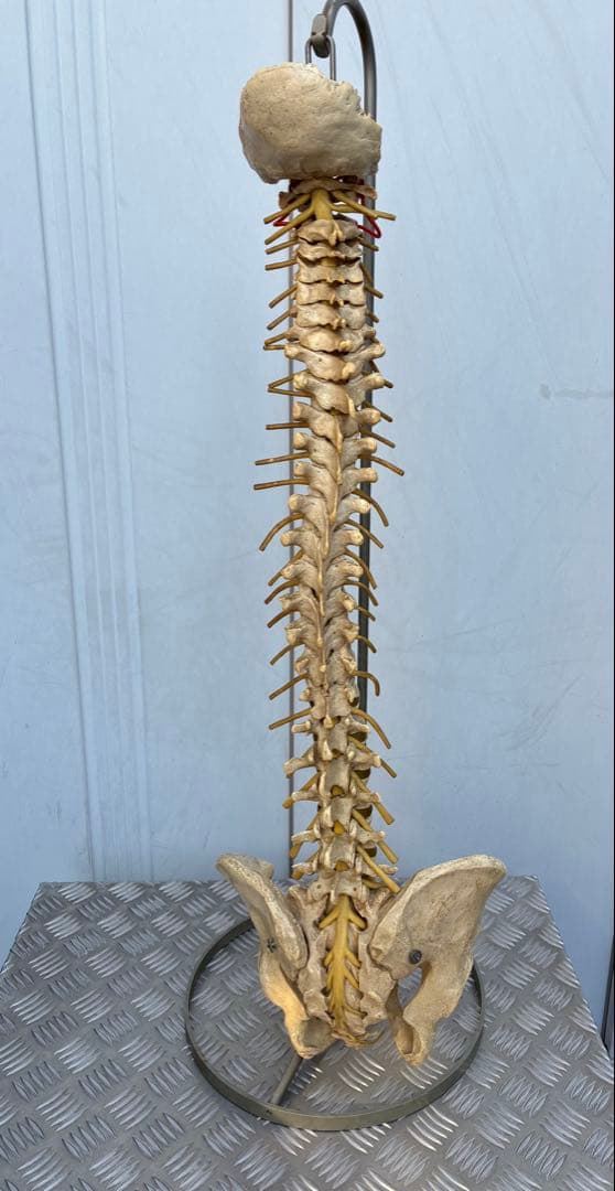 脊椎模型 約90cm