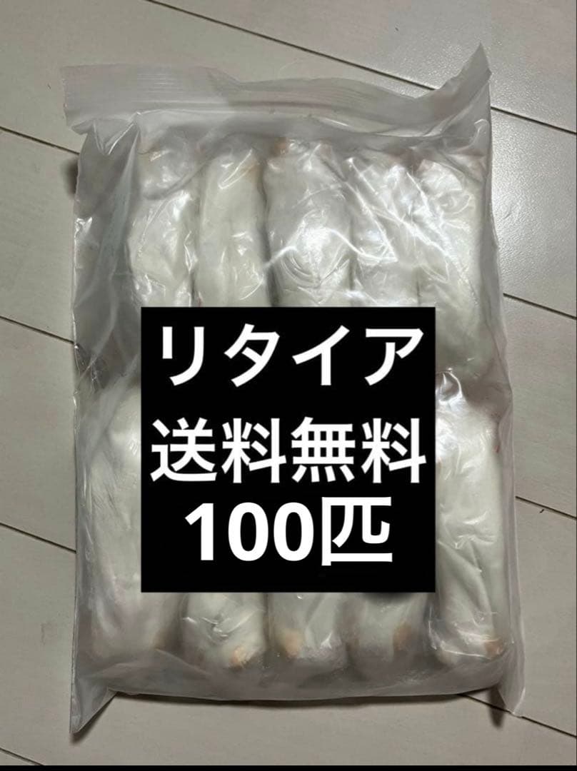 冷凍マウス　リタイア　100匹