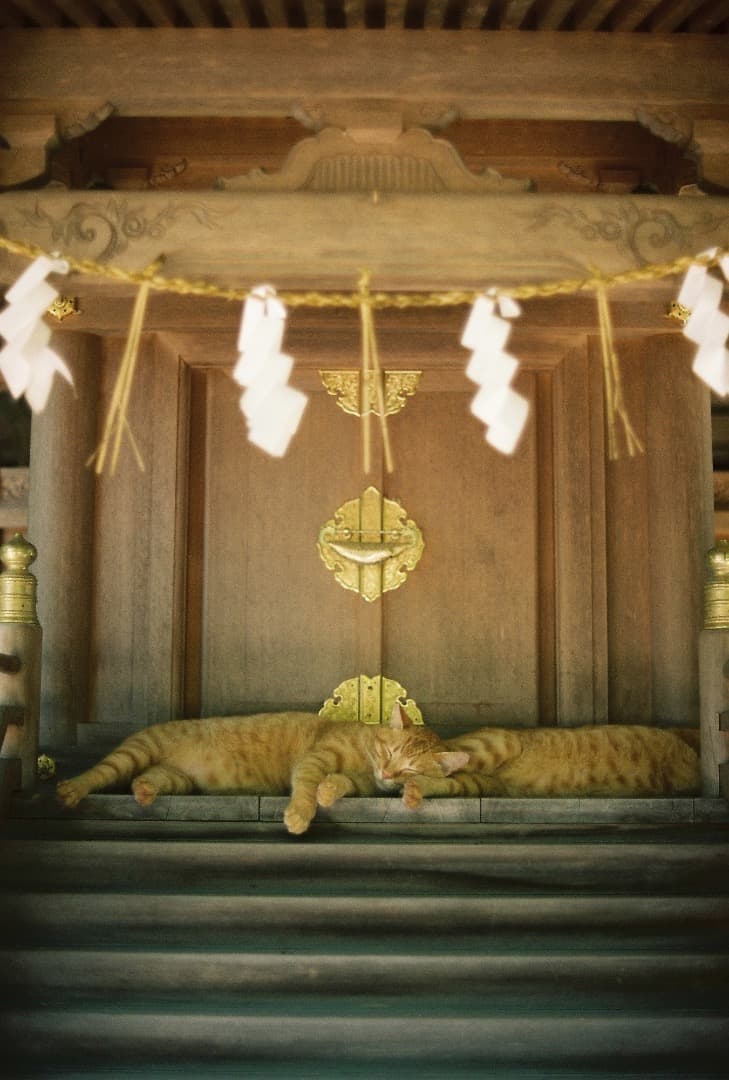 Nikon FM2 一眼レフカメラ