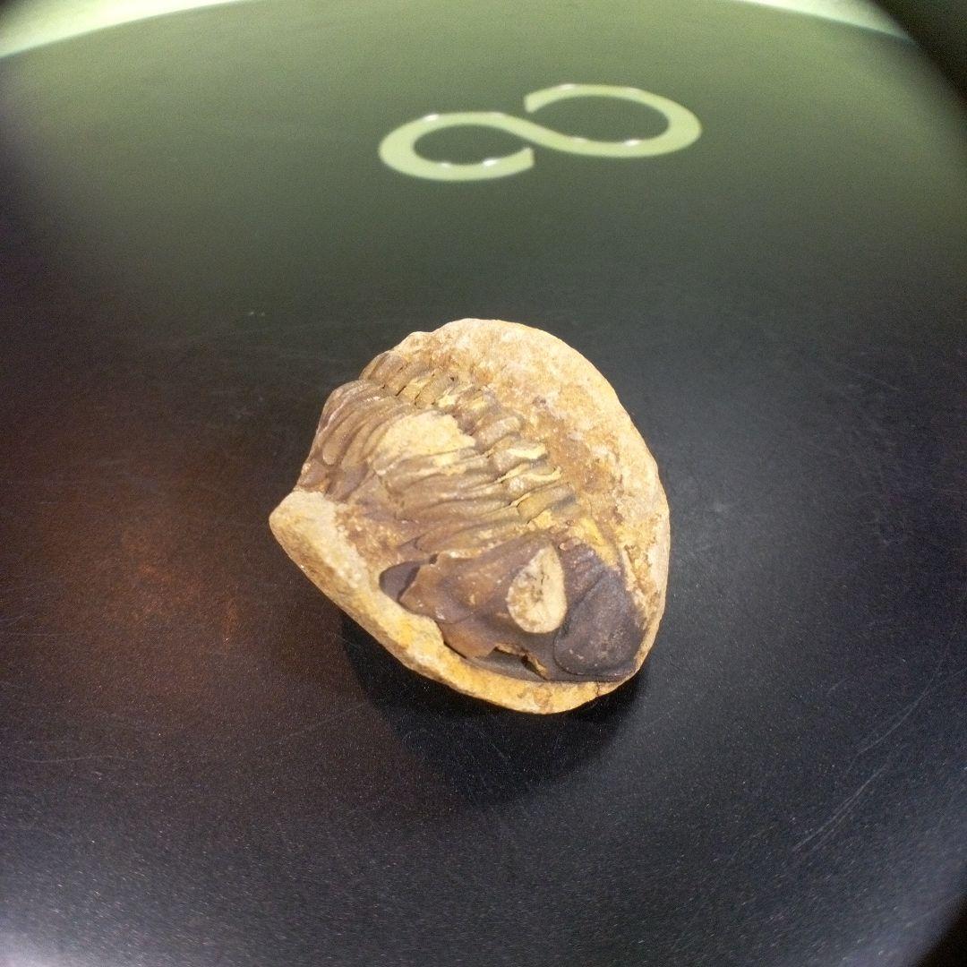 三葉虫　化石　fossil　ボリビア産　トライロバイト　三葉虫個体①