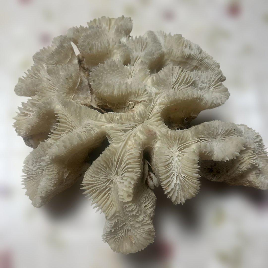 天然珊瑚