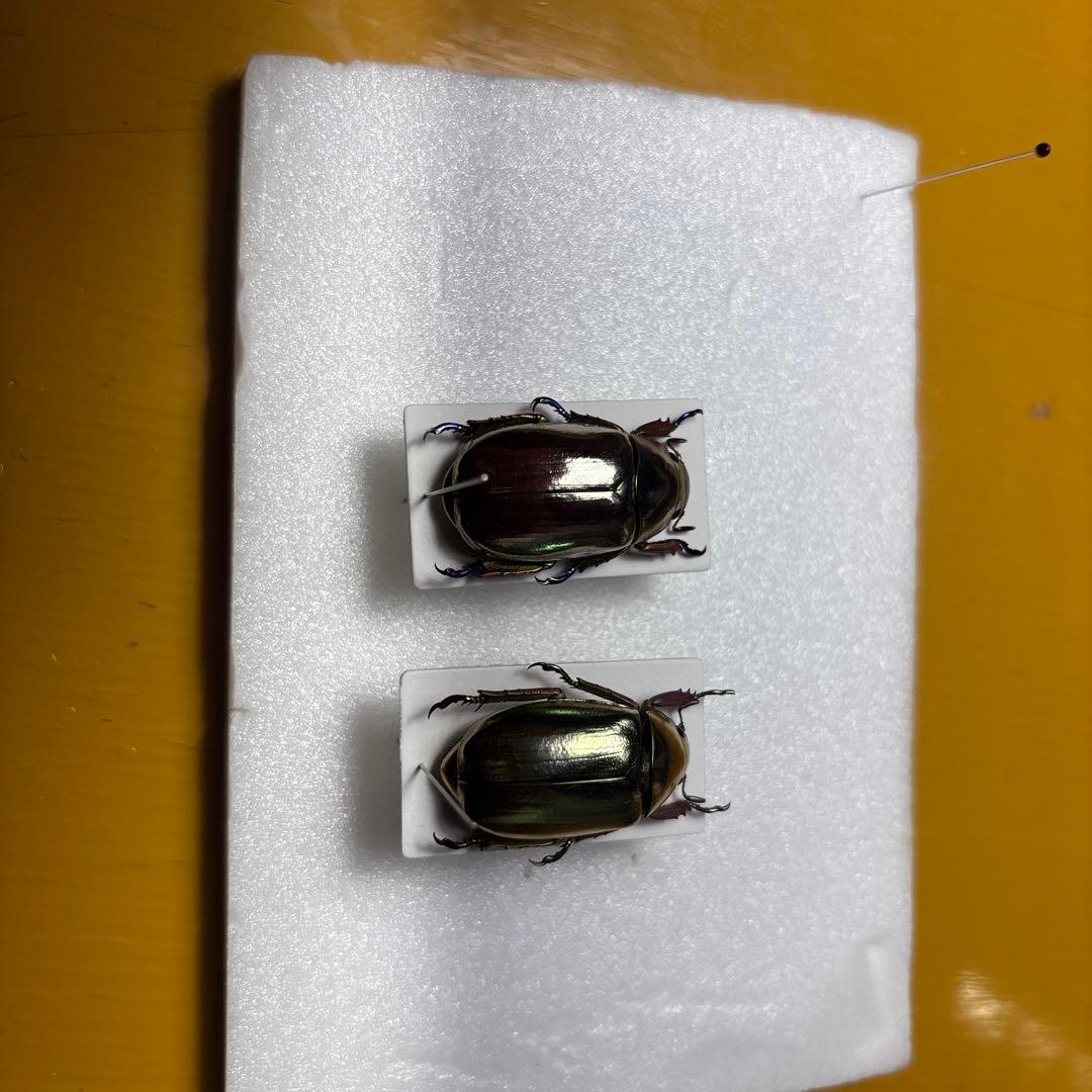 プラチナコガネ2種　ラベル無し