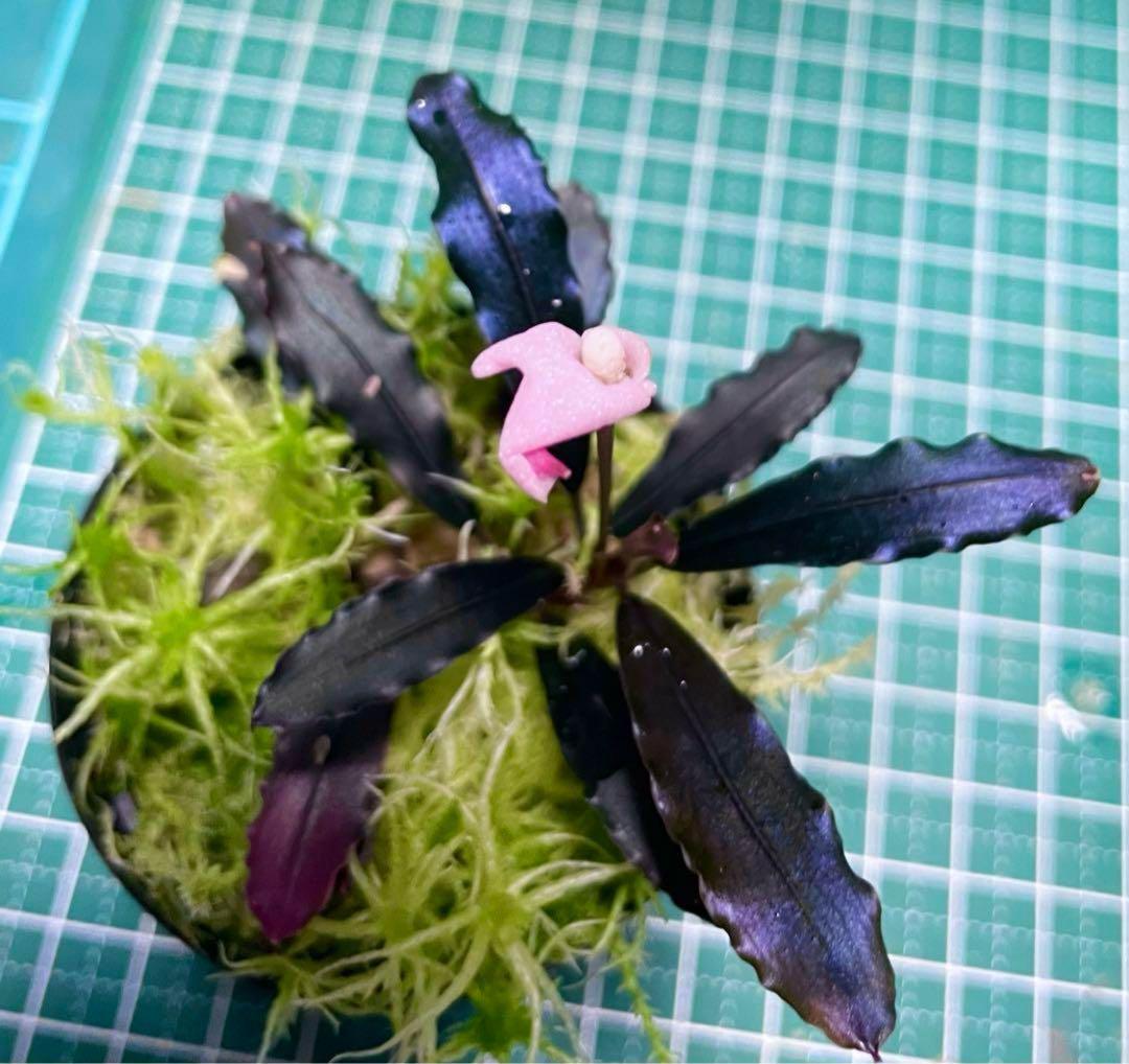 Bucephalandra sp.Ghost kalimantan大株