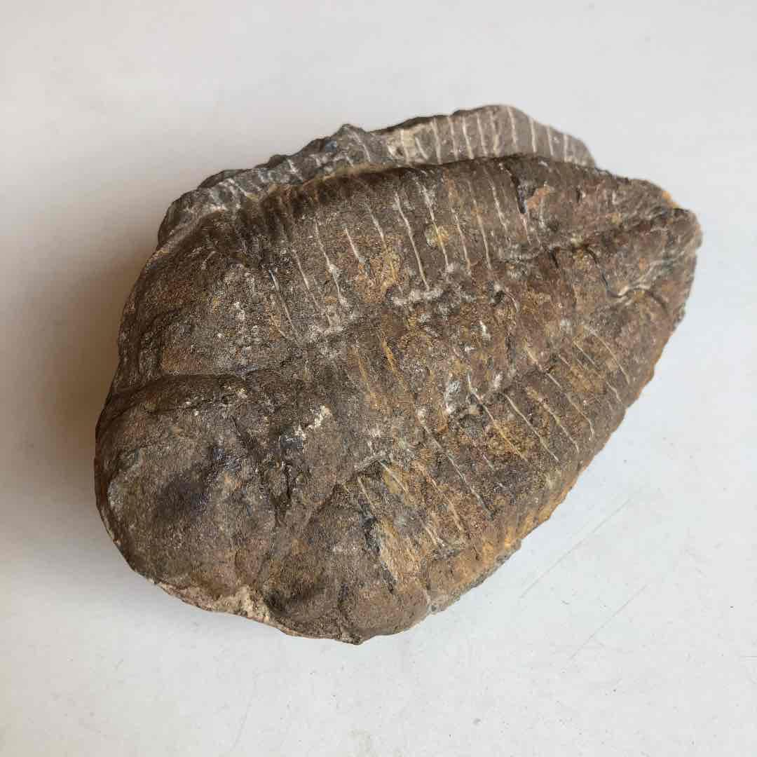 モロッコ産　三葉虫化石　現在輸出禁止です。