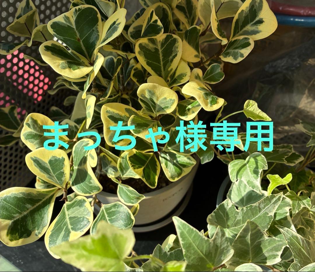 まっちゃ出品