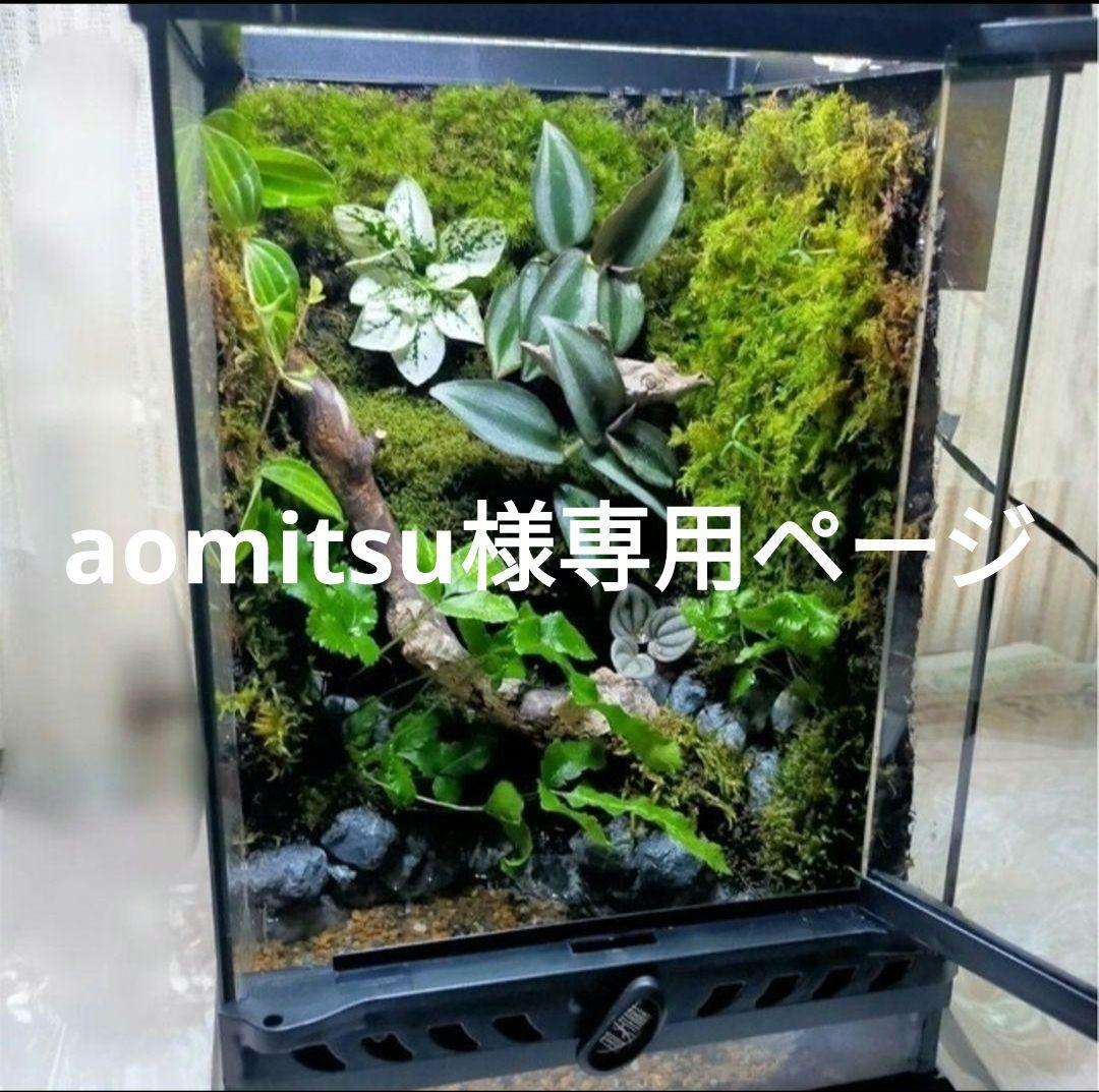 aomitsuページ