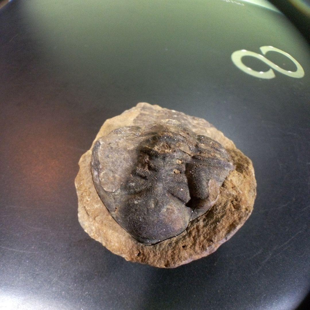 三葉虫　化石　fossil　ボリビア産　トライロバイト　Fossil番号⑩