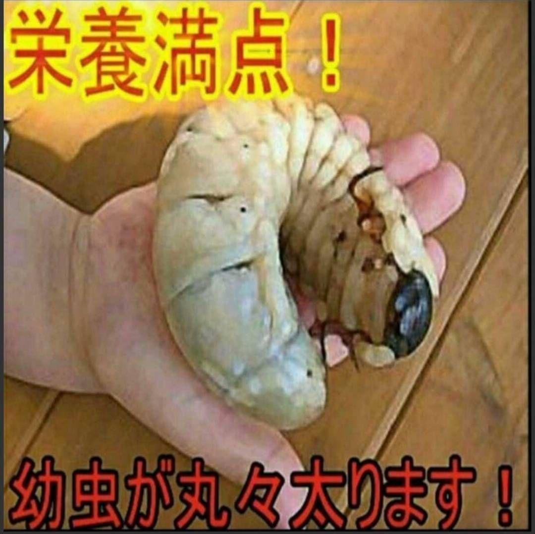 カブトムシ幼虫が大きくなる！発酵マット【たっぷり6袋】雑虫、コバエが湧かない！