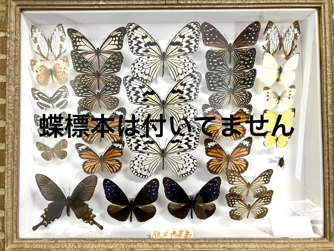 捕虫網２本