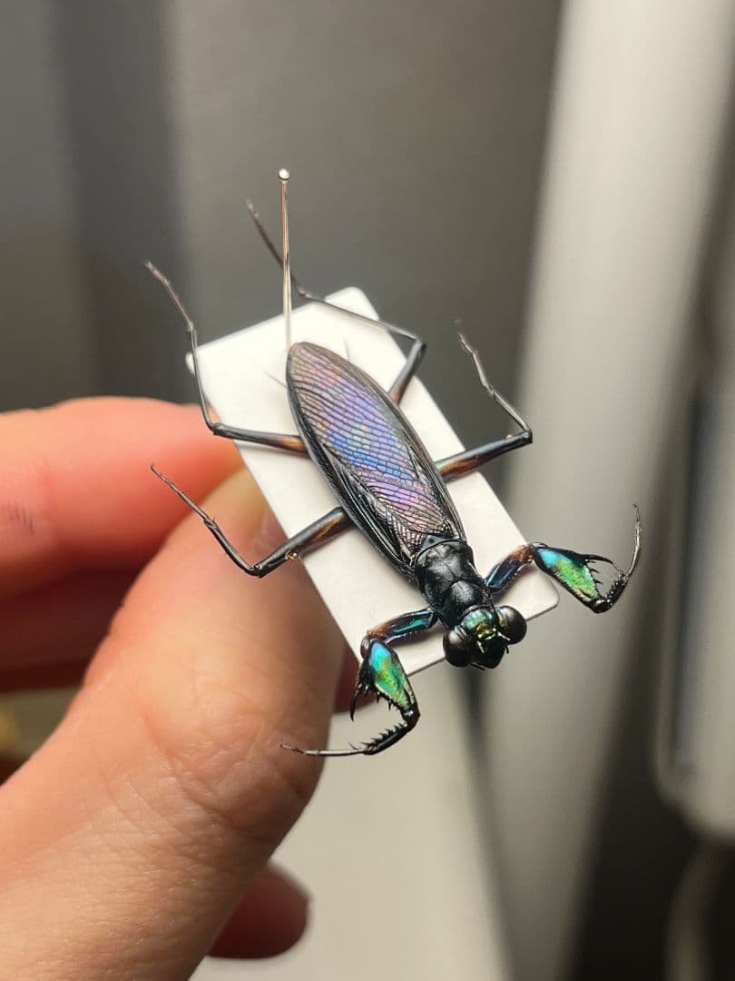 【標本】ケンランカマキリ スパイダーマンティスレッドローチショウジョウバエ