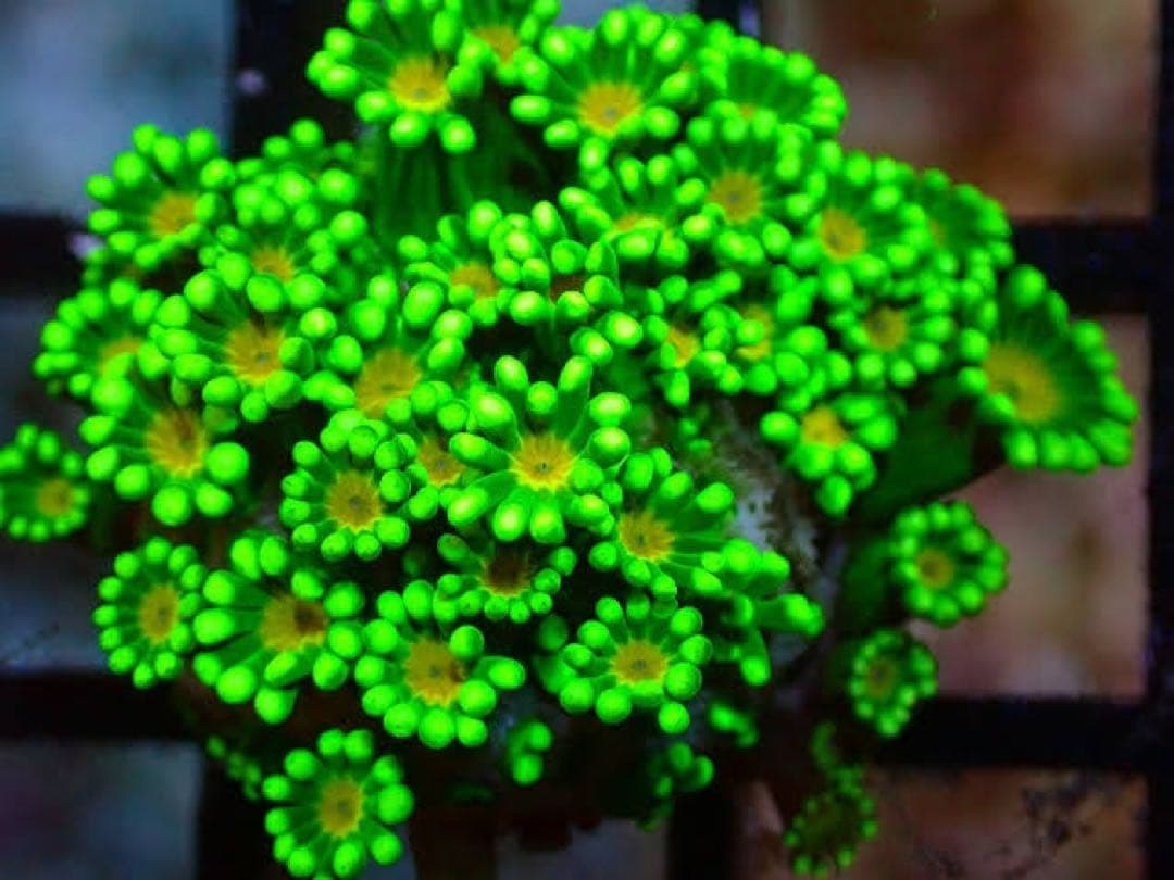 イサムライ專用