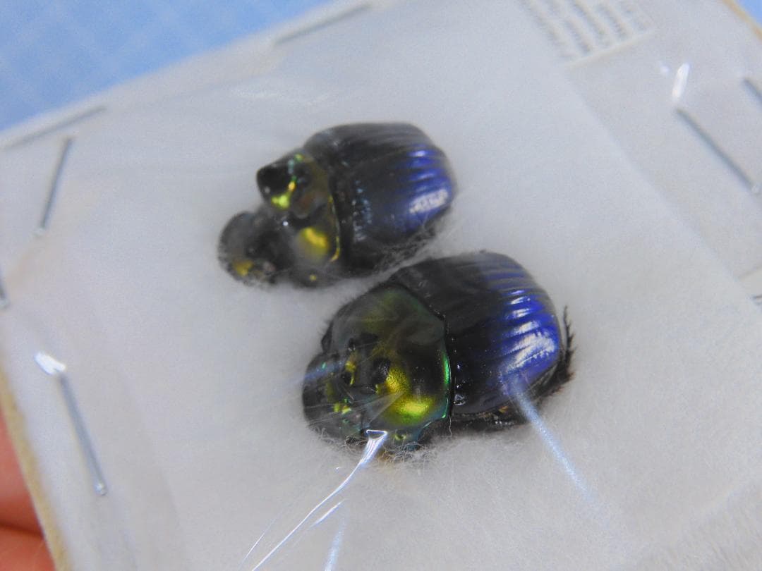 標本 Brazil Phanaeus dejeani 16mm 17mm