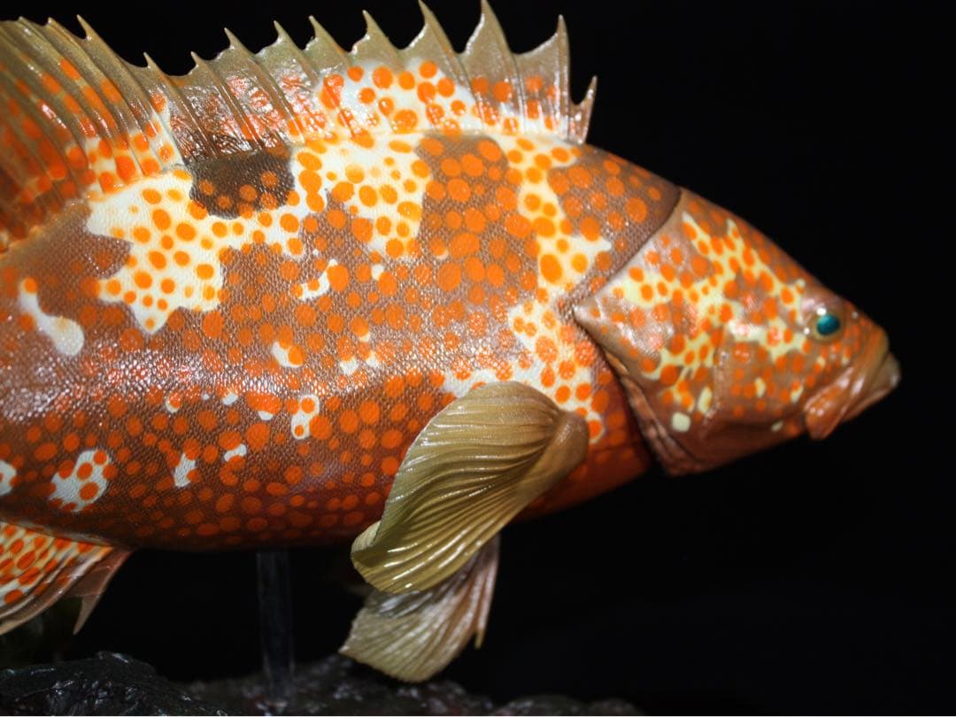 D*l様 キジハタ　フィギュア　魚寸30cm