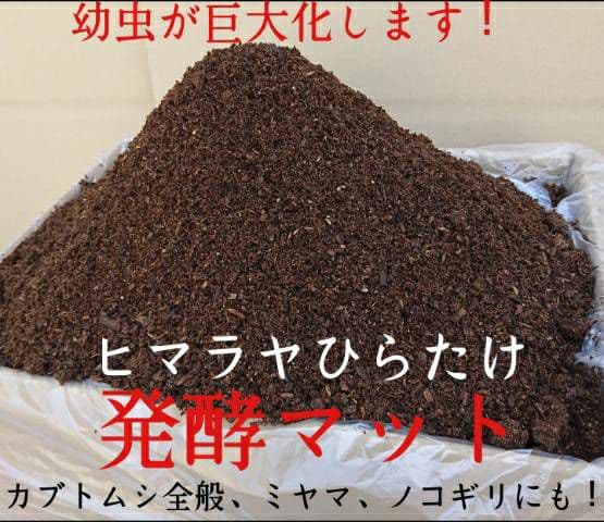 幼虫が巨大化します！ヒマラヤひらたけ発酵マット☆産卵にも抜群！クヌギ100%原料
