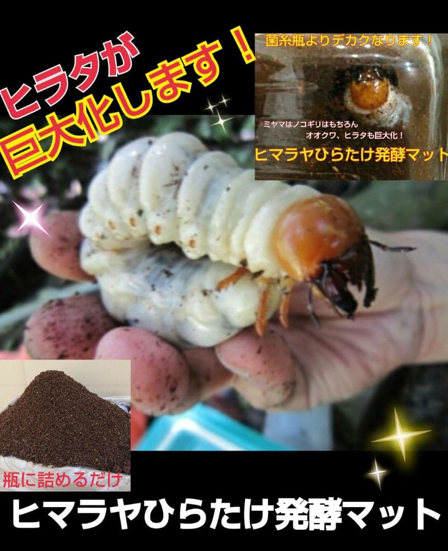 幼虫が巨大化します！ヒマラヤひらたけ発酵マット☆産卵にも抜群！クヌギ100%原料