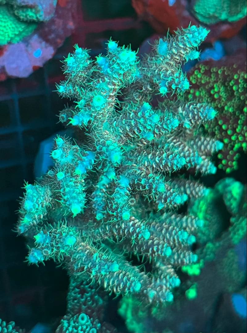 SPS 7種類