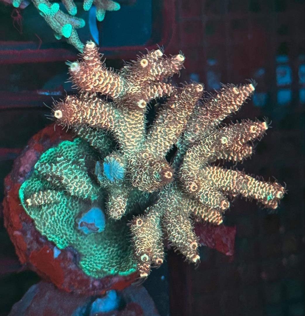 SPS 7種類