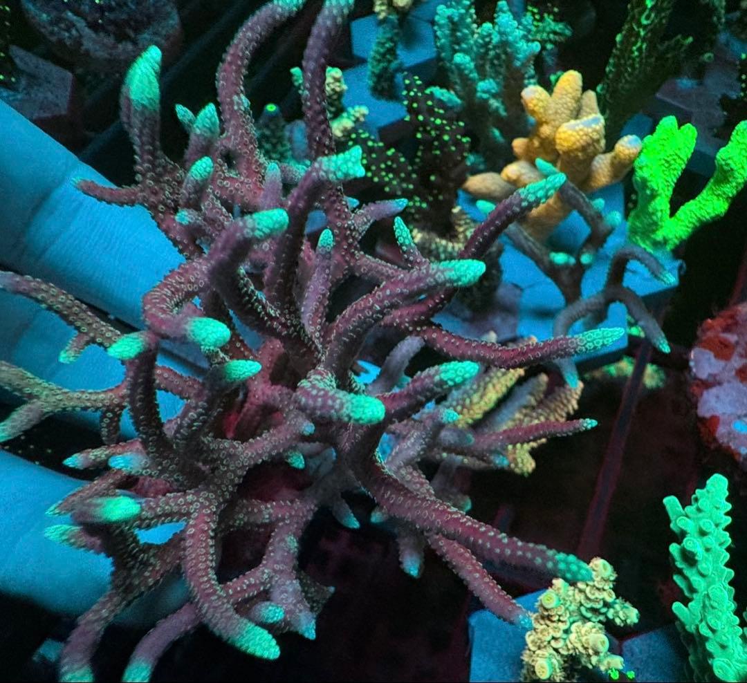 SPS 7種類