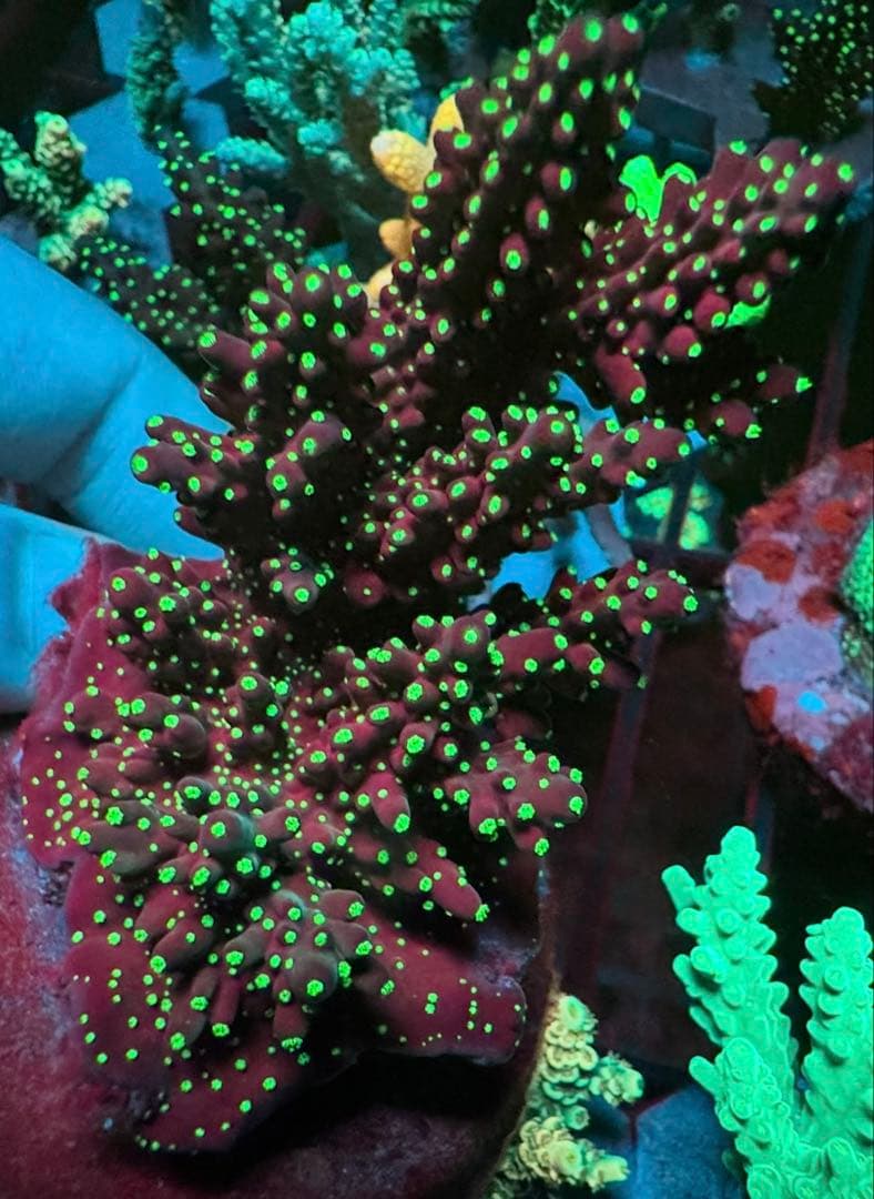 SPS 7種類
