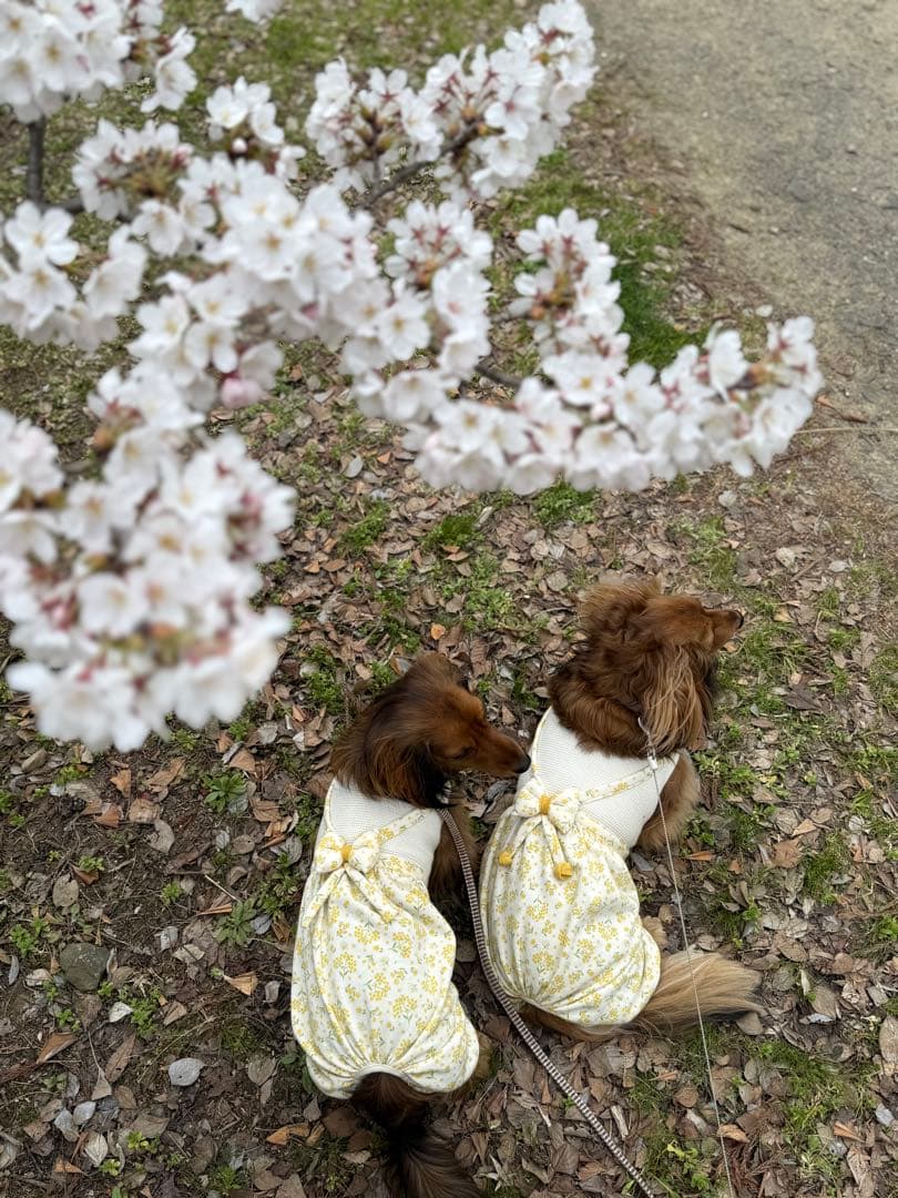 サラダページです　ダックスフンド　犬服　わんこ服　ロンパース　ミモザ　春