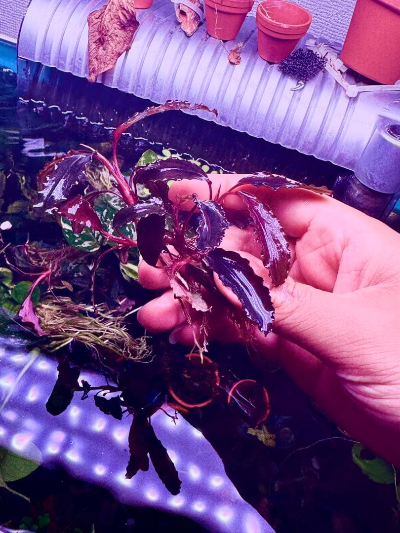 ブセファランドラspゴーストカリマンタン 群生株　大株　 分岐株　5株あり