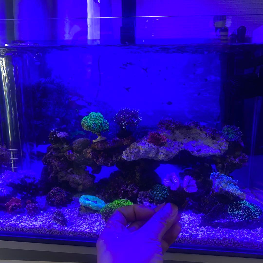 サンゴ