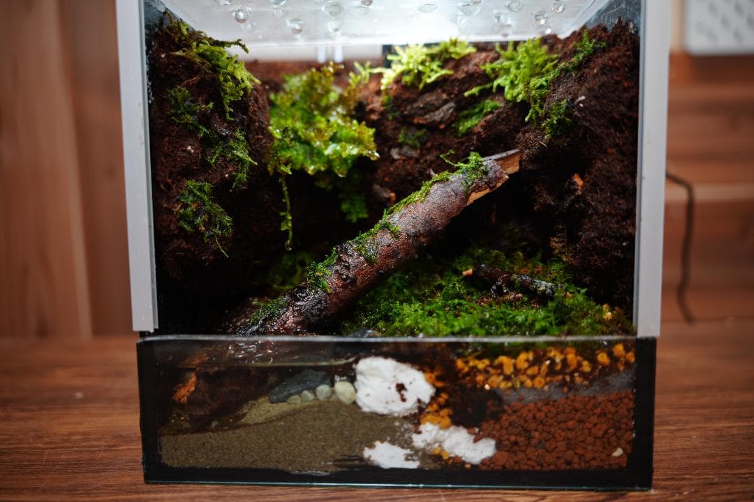 【完成品】雨が降る森のアクアテラリウム
