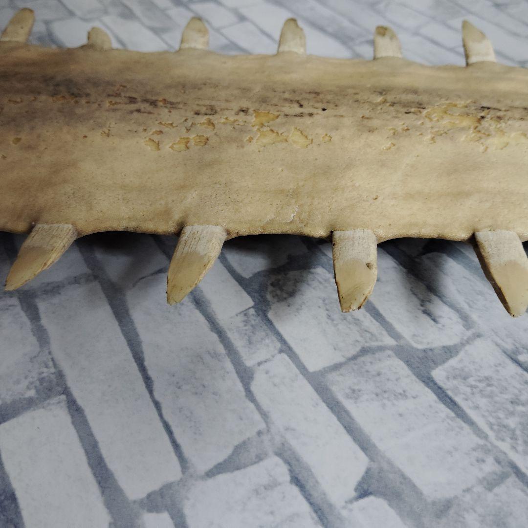 ​【超希少・特大80cm】ノコギリギス 吻 剥製 ブラジル ノコギリザメ 天然物
