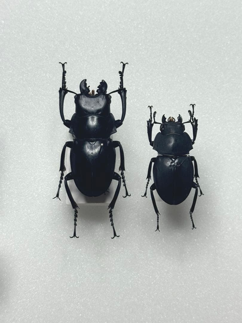 【野外標本】ニグリータツヤクワガタ ペア Odontolabis nigrita