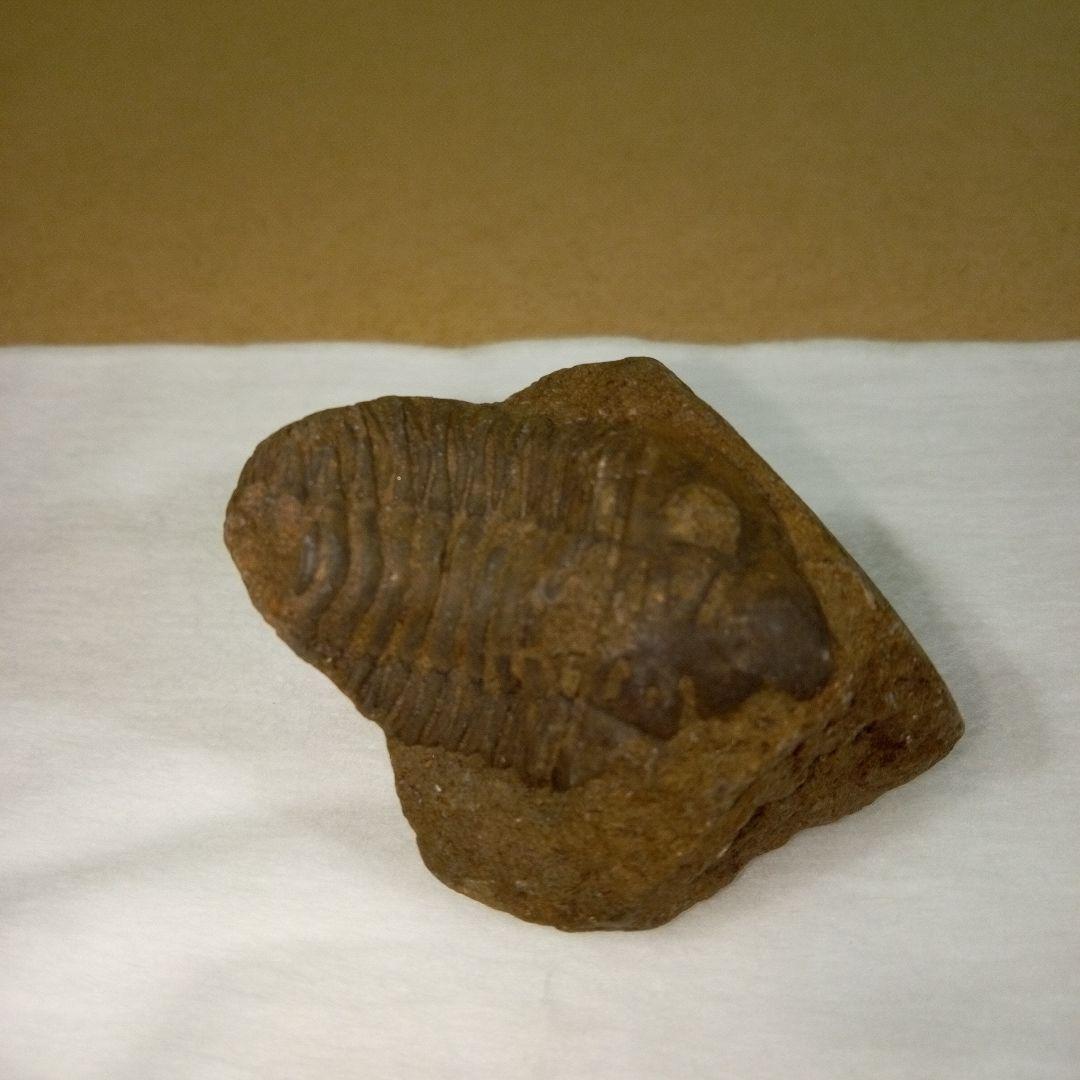 三葉虫　化石　三葉虫化石　究極のレトロ　fossil　ボリビア産　化石管理番号③