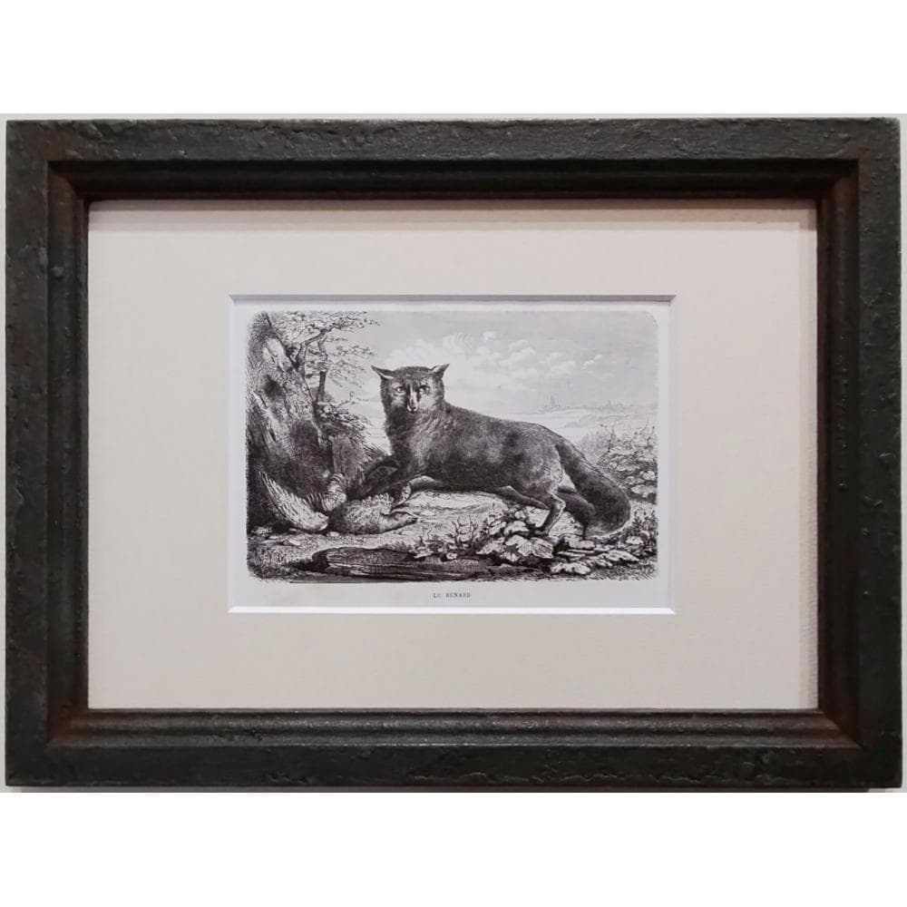 キツネの図版　フランス　アンティーク　版画　1880年　動物　博物画　額縁