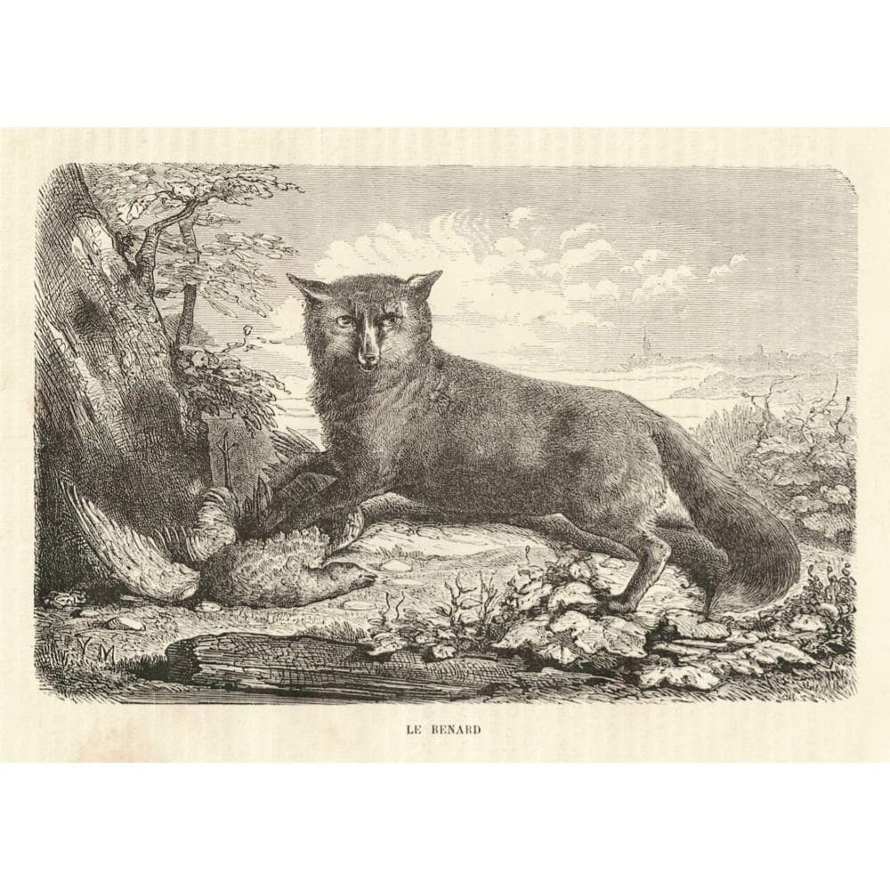 キツネの図版　フランス　アンティーク　版画　1880年　動物　博物画　額縁