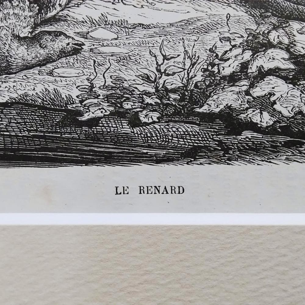 キツネの図版　フランス　アンティーク　版画　1880年　動物　博物画　額縁