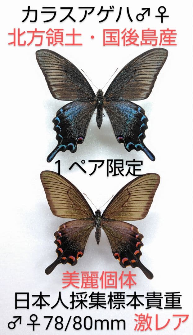 カラスアゲハ♂♀標本★北方領土国後島産★激レア日本人採集美麗標本データ付