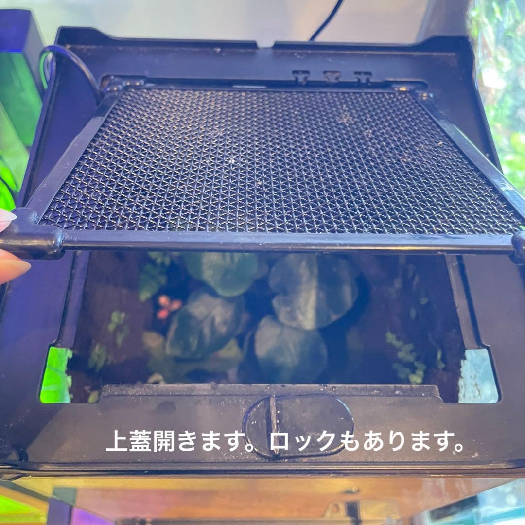 【値下げしました】レイアウト水槽 イモリウム カエルリウム