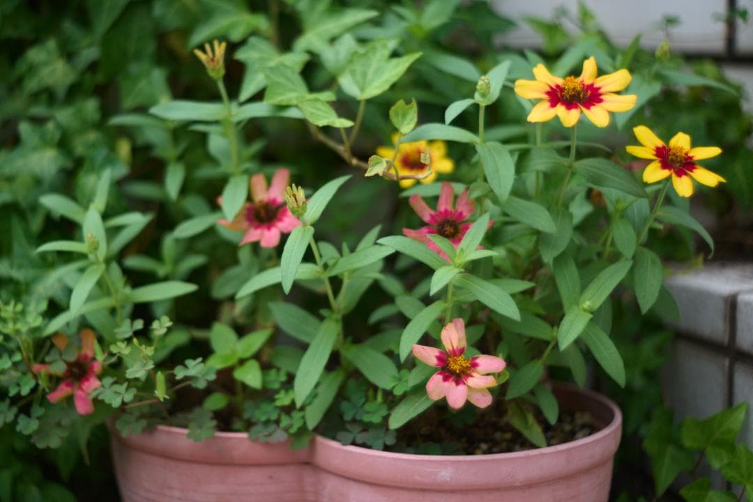 PENTAX Super-Takumar 35mm F2 M42 黄変改善品