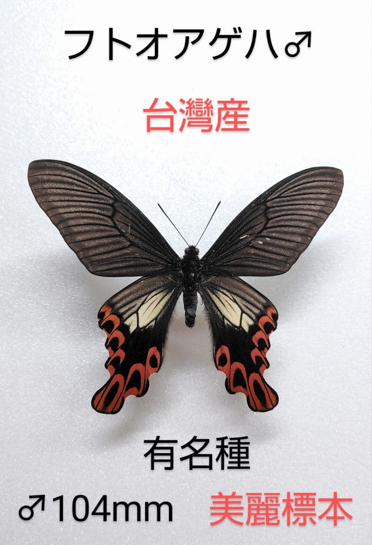 フトオアゲハ♂標本 ★台湾産★有名種 104mm 美麗標本状態⭕️ 入手困難
