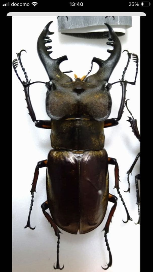 大型ミヤマクワガタ　ペア標本